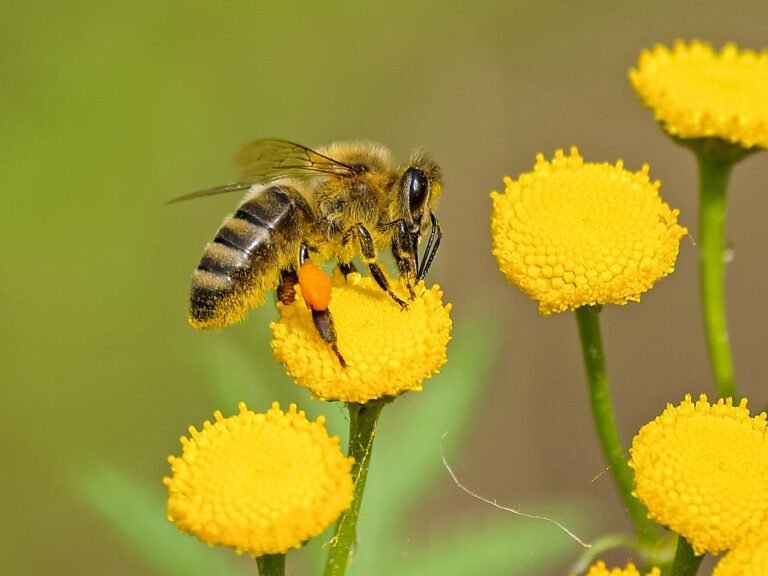 Lire la suite à propos de l’article Les abeilles de la ruche se réveillent doucement