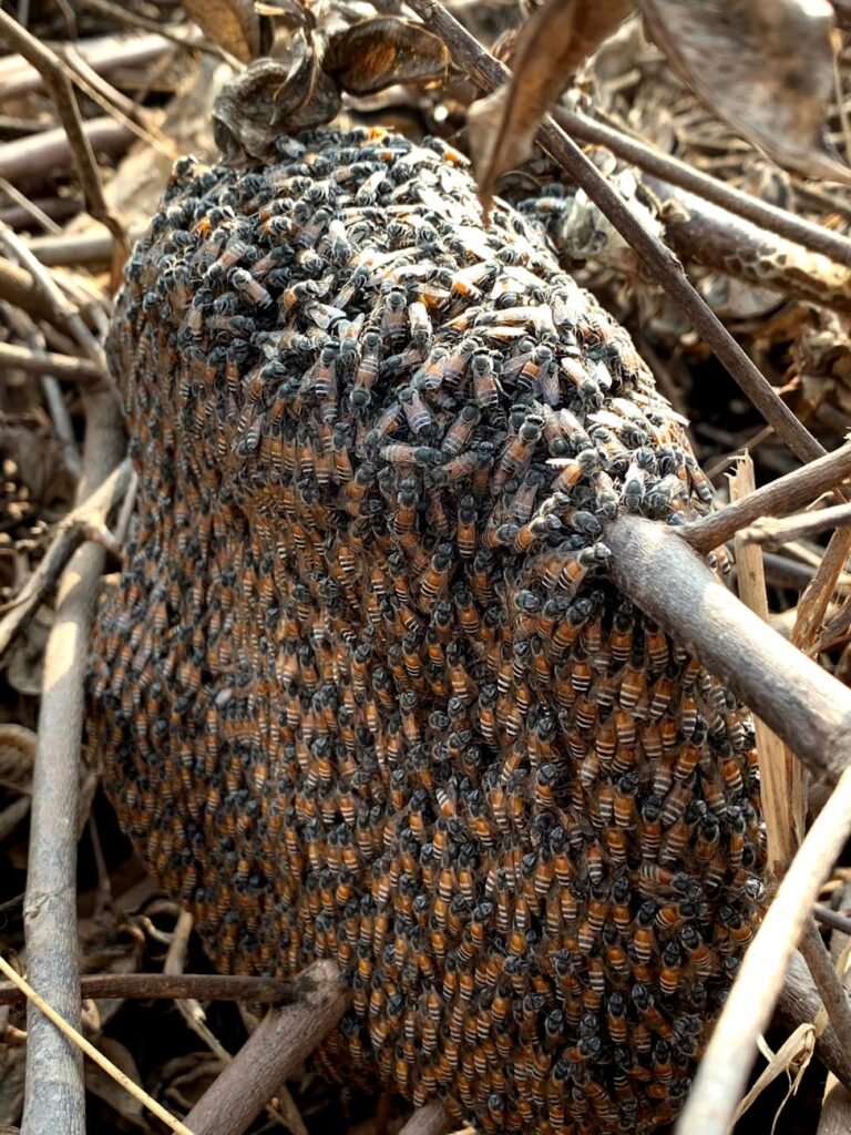 essaim d'abeilles dans la nature