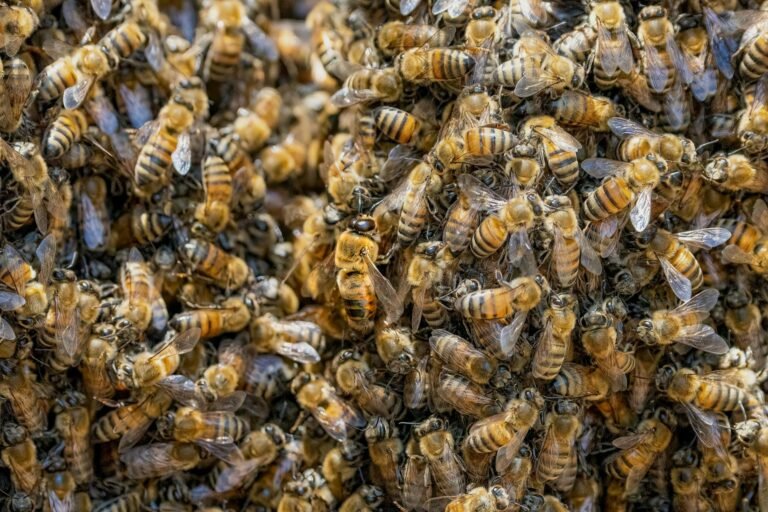 Lire la suite à propos de l’article Pourquoi les abeilles essaiment ?