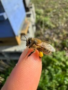 une abeille avec du pollen sur le doigt