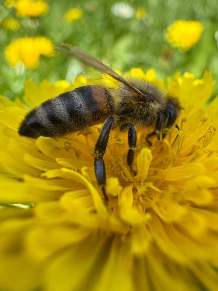 Collecte du nectar par l'abeille