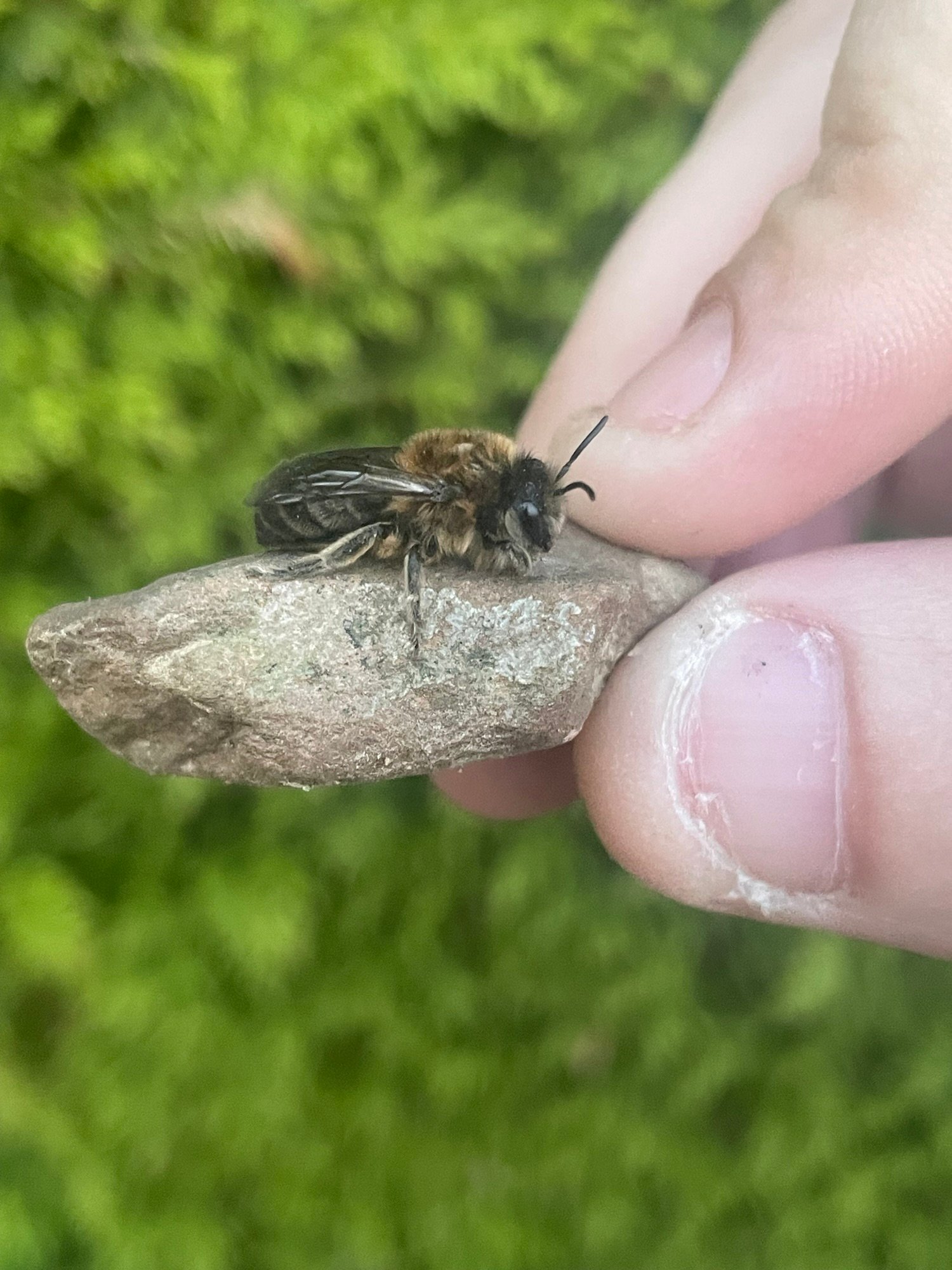 Abeille Solitaire À la Découverte des Abeilles Solitaires