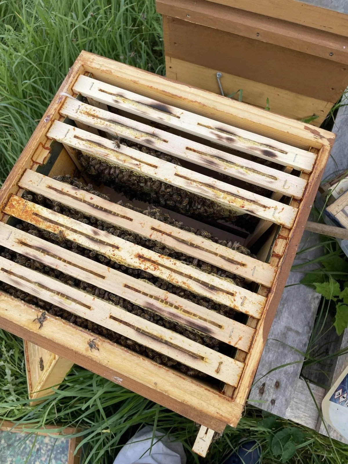 Ouverture d’une ruche Warré dans un rucher