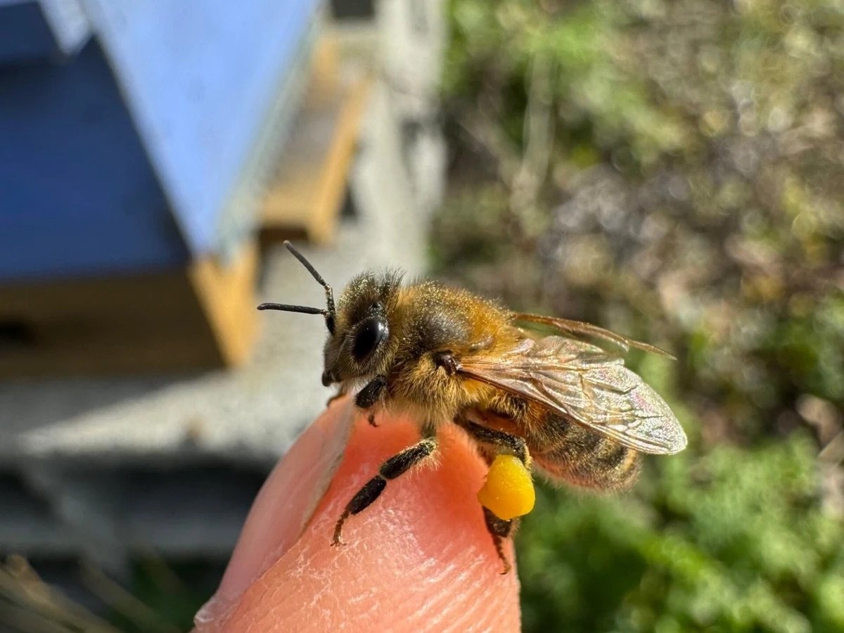 Abeille au rucher Miel Le Goupil